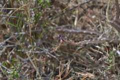 Caralluma stalagmifera var. stalagmifera